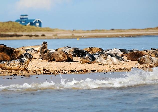 Seals resting on a sandy beach, surrounded by gentle waves. The background features a calm sea and distant, low-lying land under a blue sky.