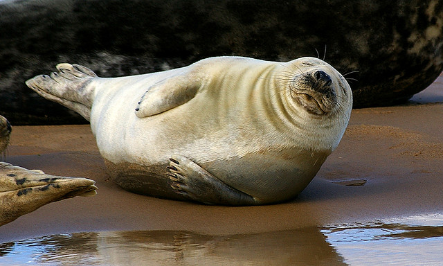 sleepy seal