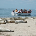 Seal Trips