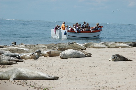 seal and boat