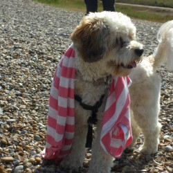 Alfie at the Beach