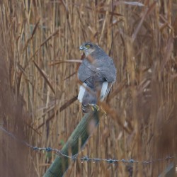 A sparrow hawk seen at Cley Marshes