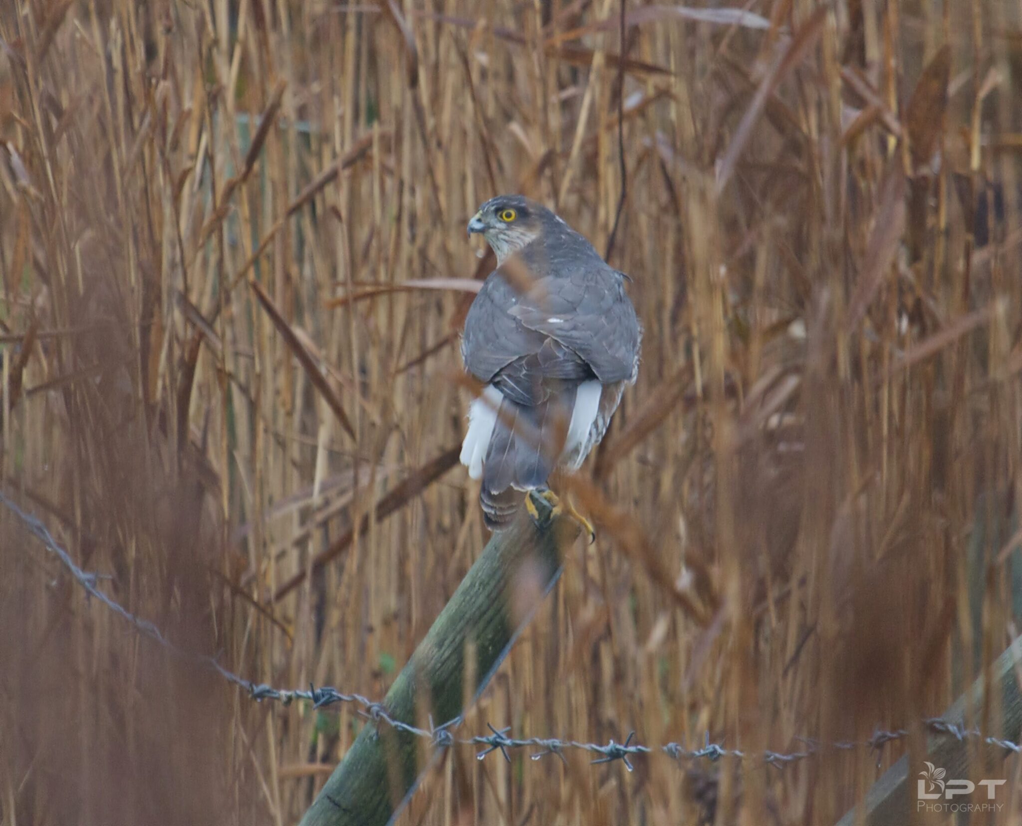 A hawk with gray and white plumage perches on a wooden post in a field of tall, dried reeds. Its bright yellow eyes gaze alertly to the left.