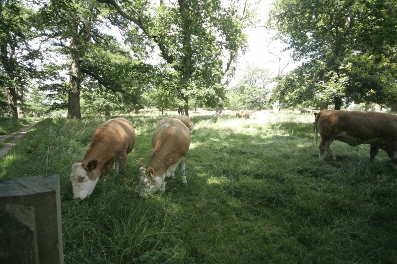 The cows at Blickling