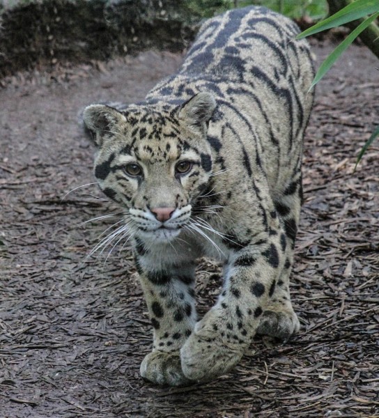 Nimbus the Clouded leopard at Thrigby