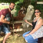 posing with two alpacas