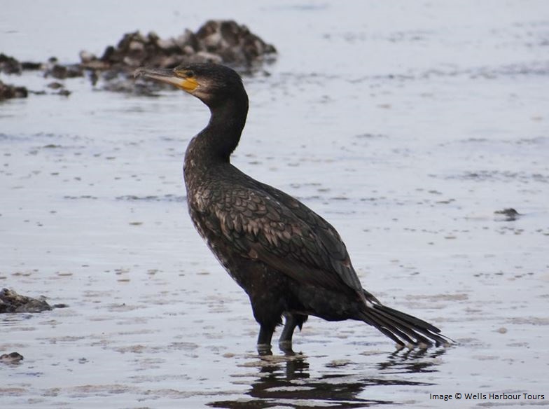 Cormorant