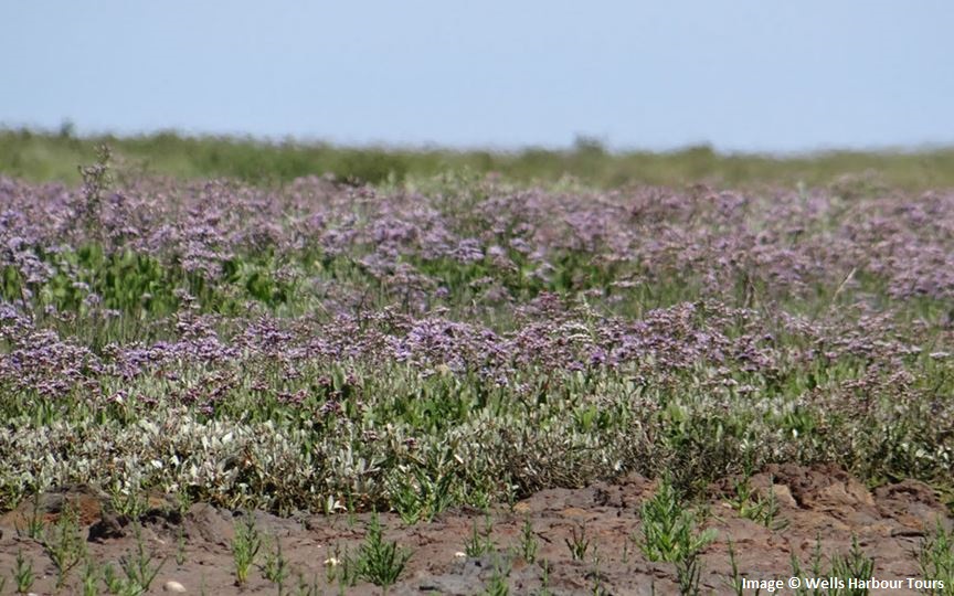 Sea lavender