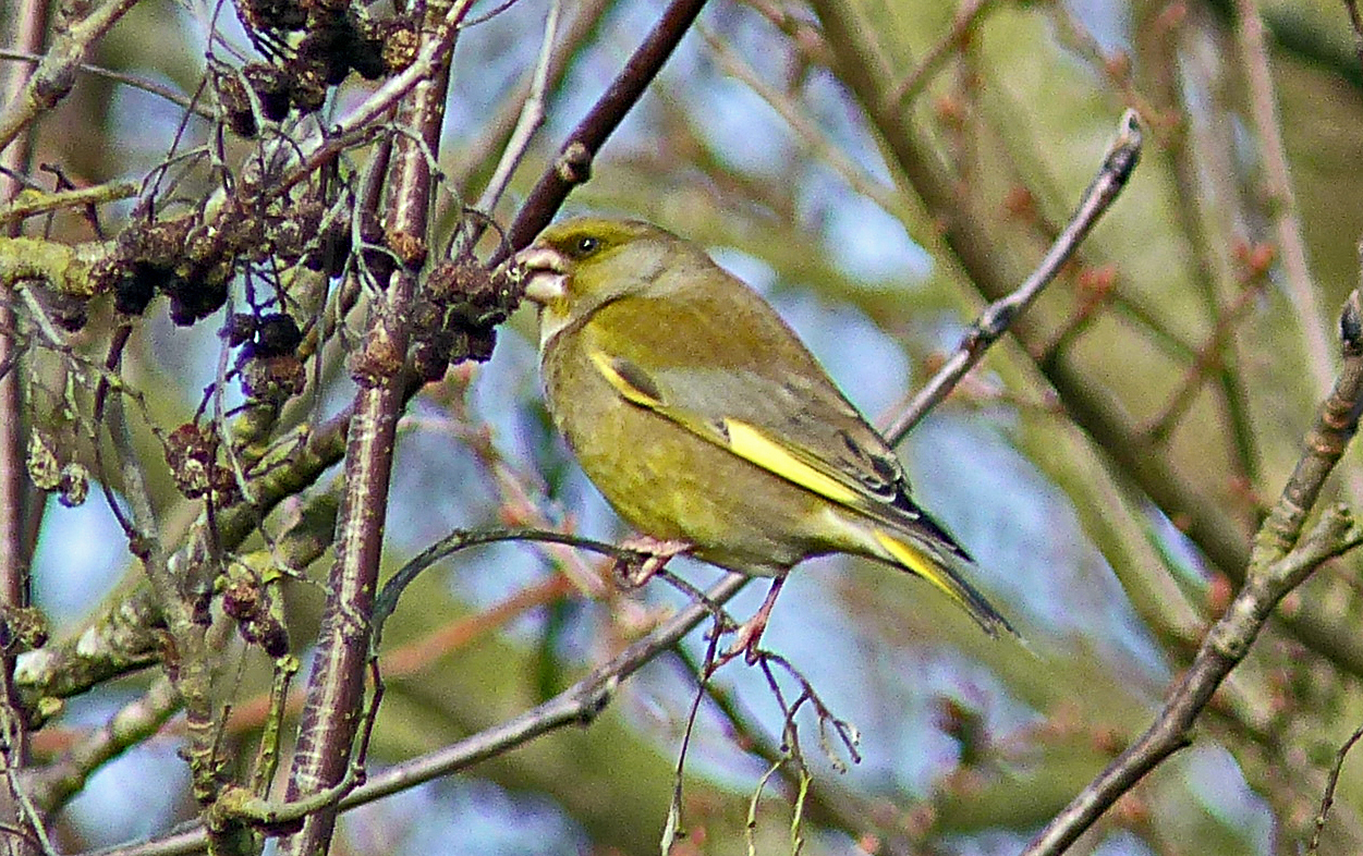 North Norfolk Visitor’s Guide Beeston Common
