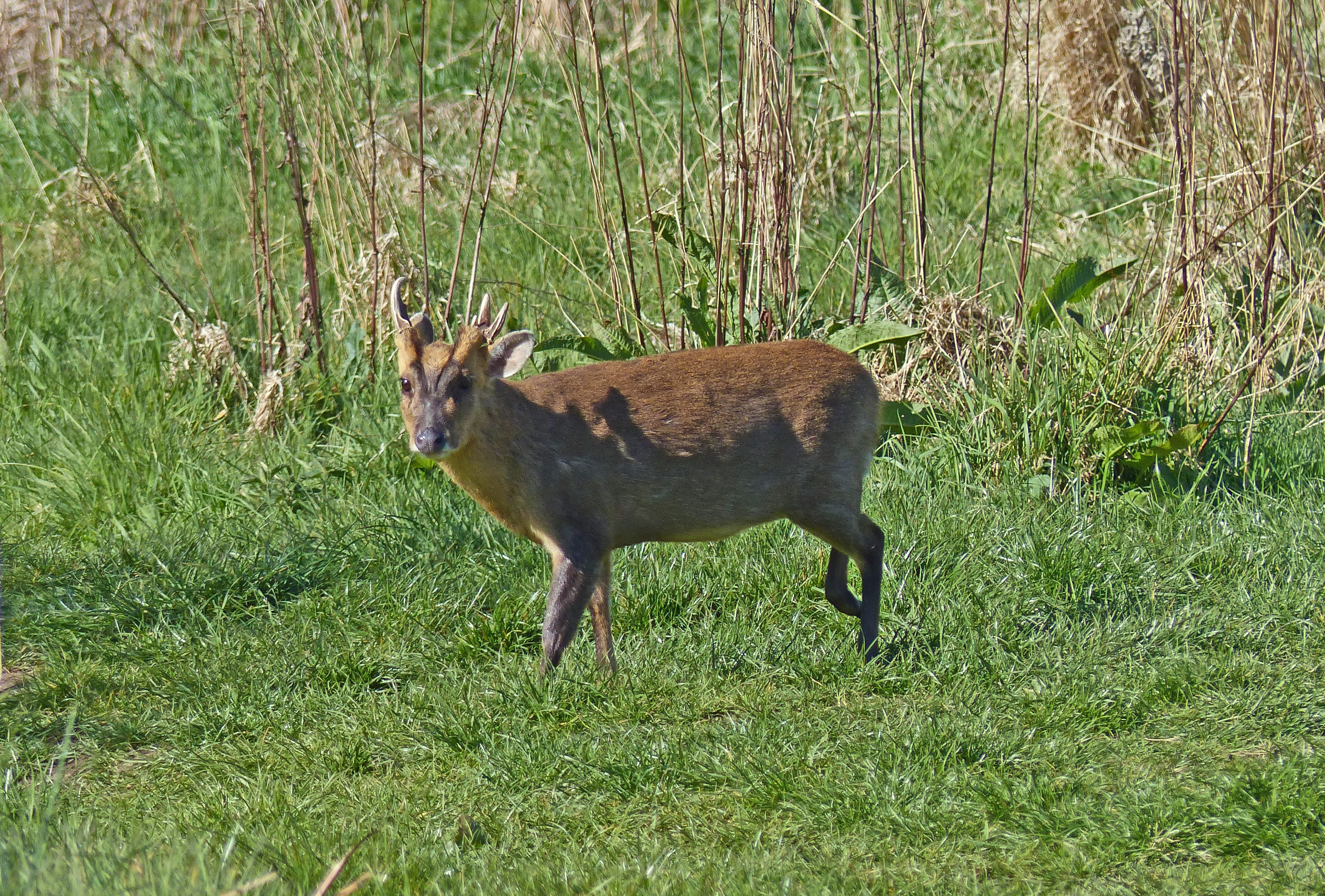 North Norfolk Visitor’s Guide Beeston Common