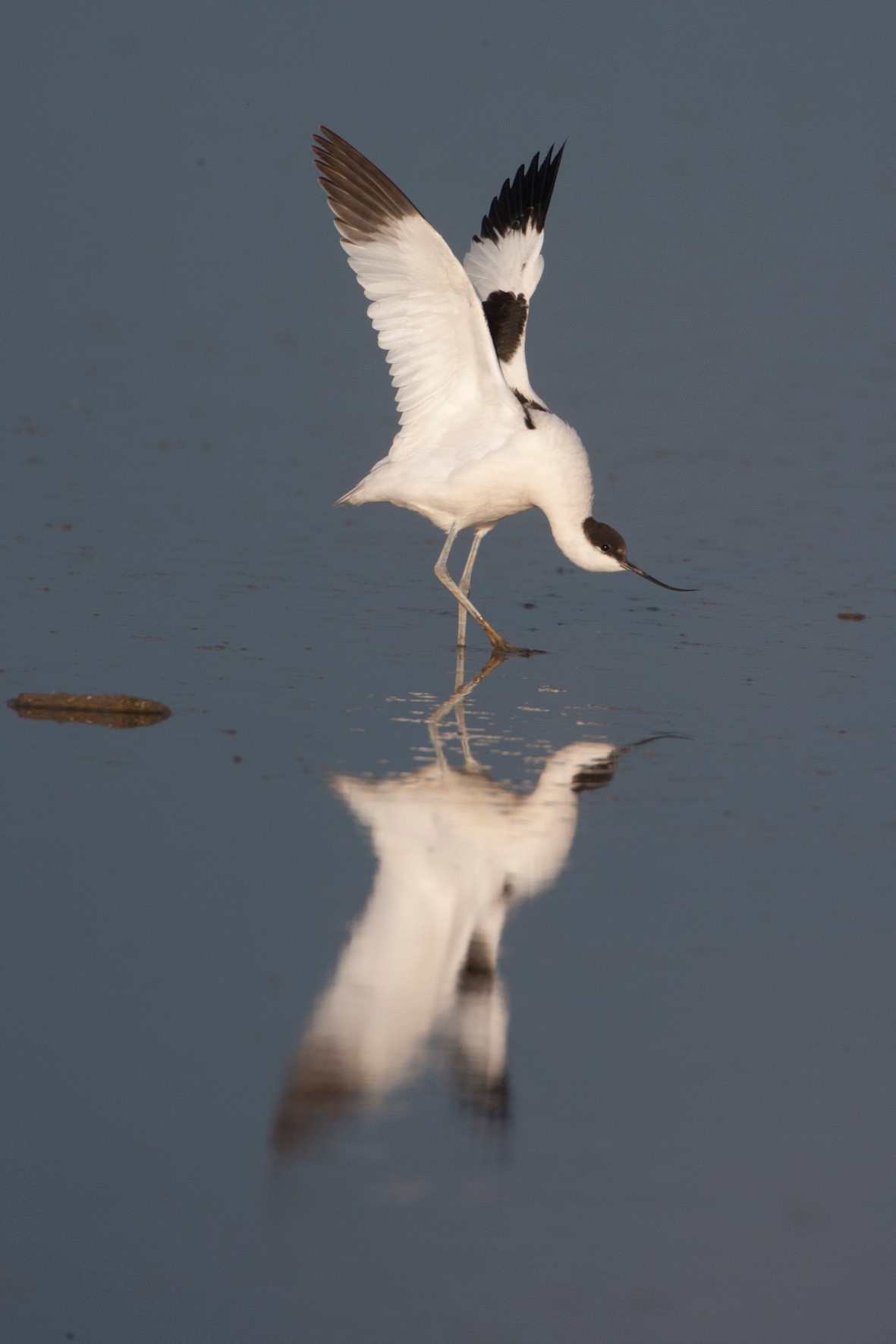 Avocet