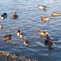 Blakeney Duck Pond 
