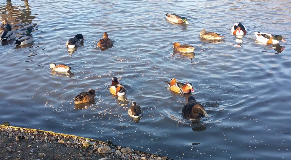 North Norfolk Visitor’s Guide: Blakeney Conservation Duck Pond