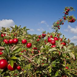 Apples at Drove Orchards
