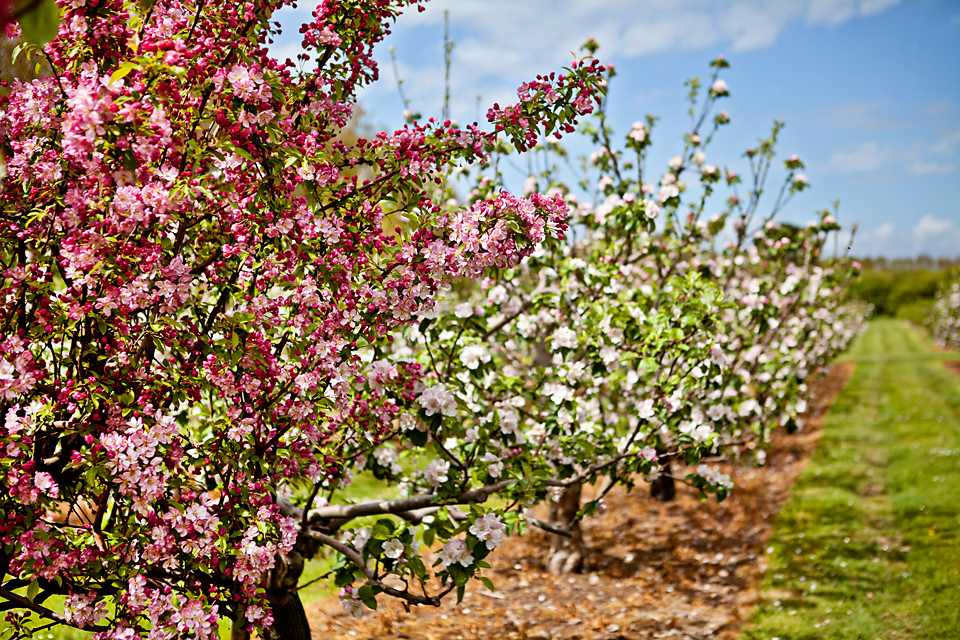 Orchards