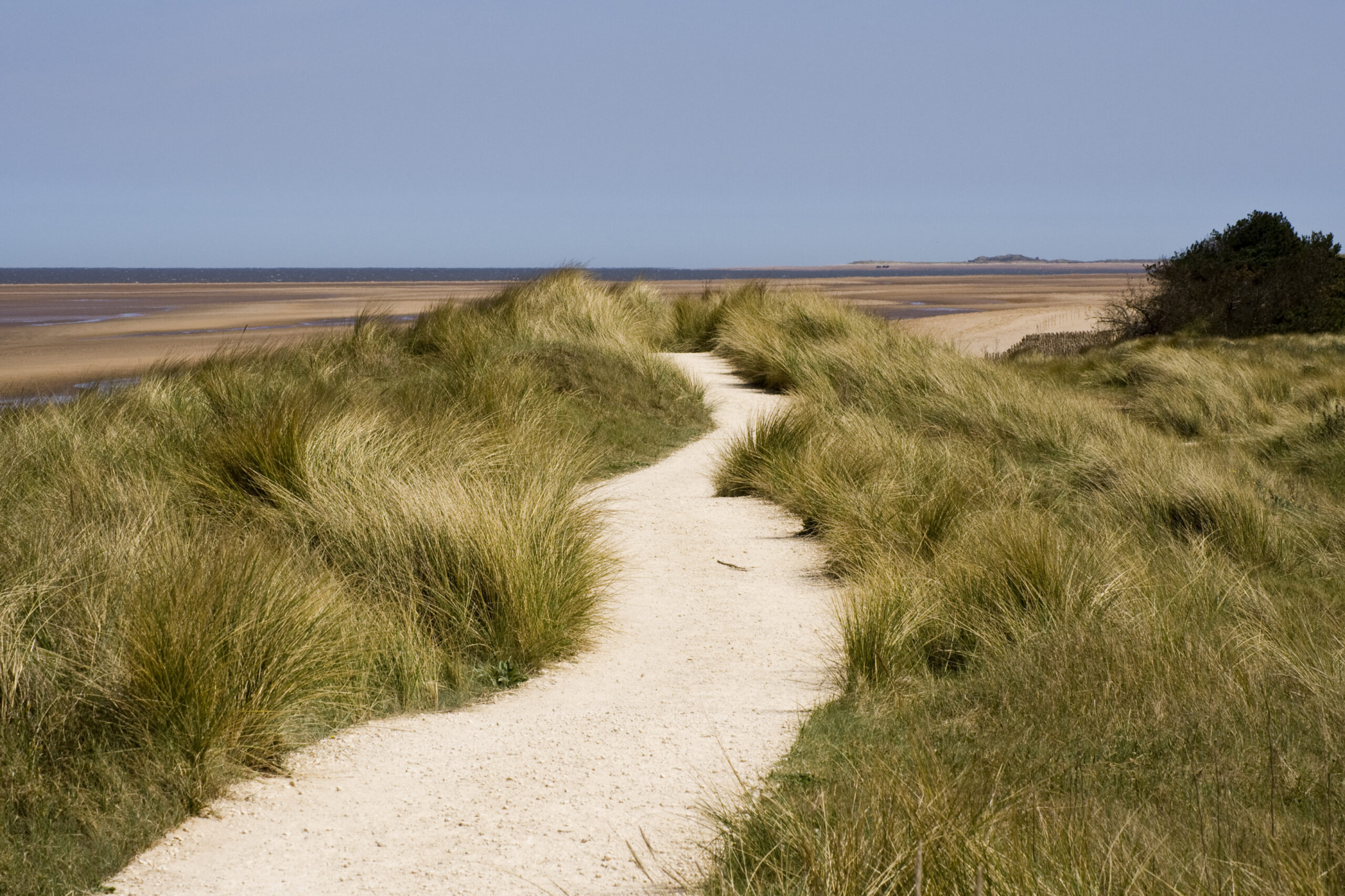 A sandy path winds through tall, green dune grasses under a clear blue sky, leading to a serene, expansive beach. The scene conveys a peaceful, natural setting.