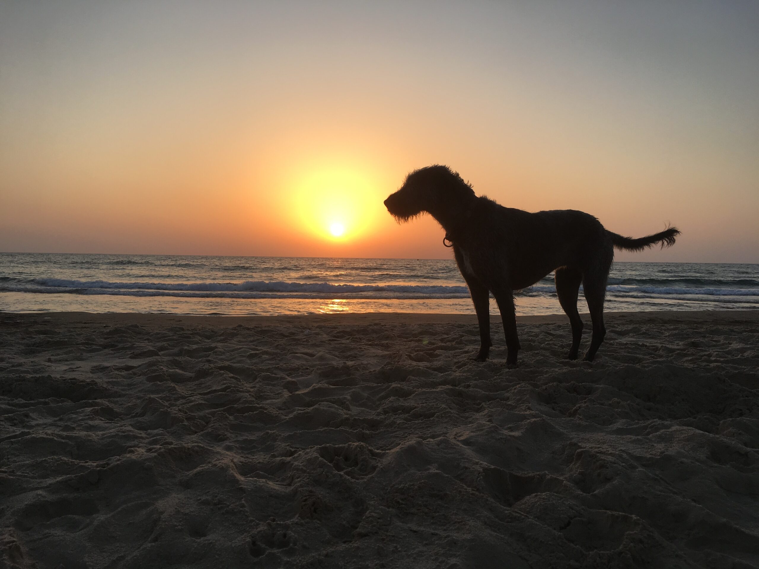 a dog stands on a sandy beach during sunset, with a calm ocean and vibrant orange sky. The scene conveys tranquility and beauty