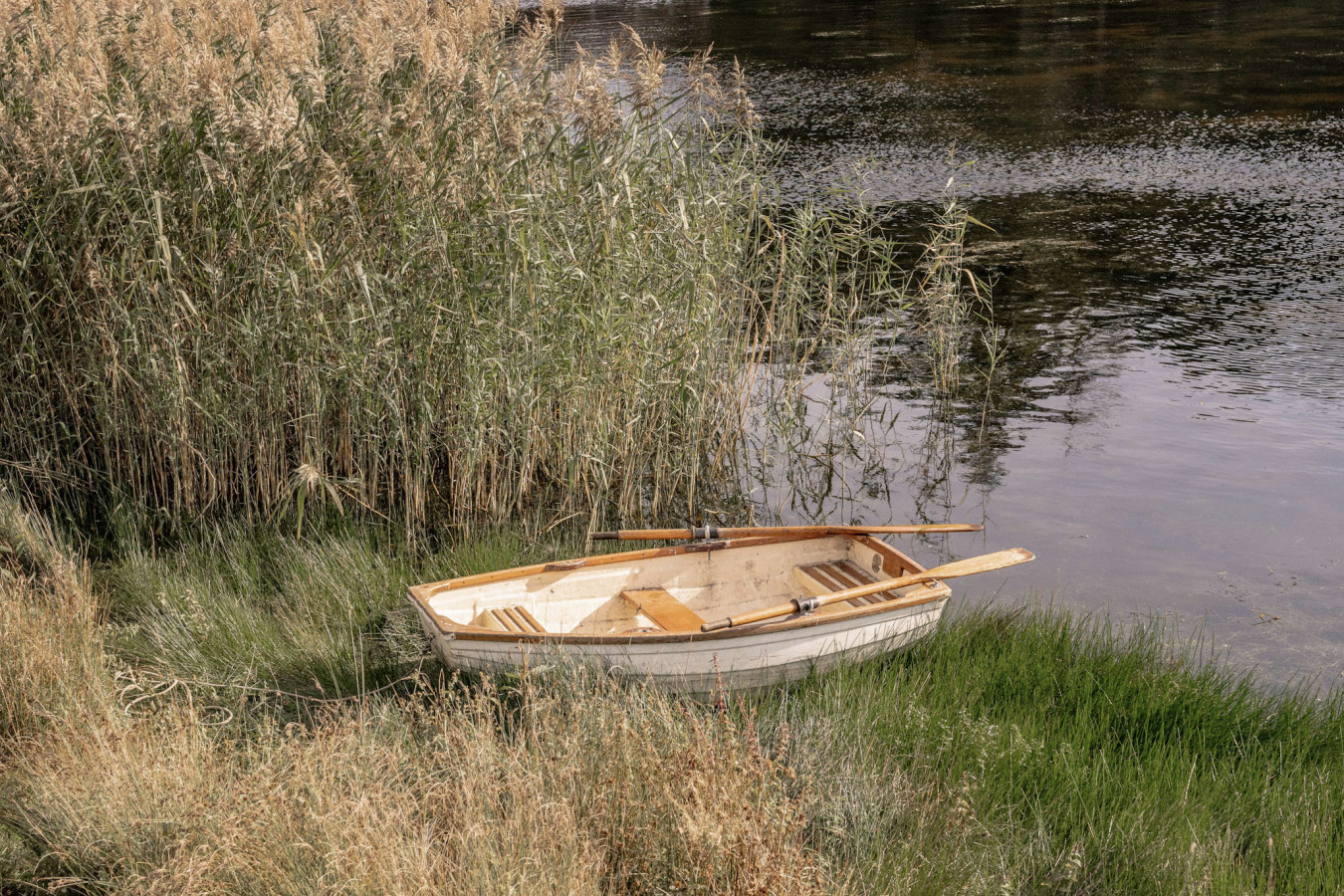 Wooden rowboat resting in tall grass by a calm riverbank, surrounded by reeds and natural vegetation